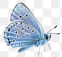 PNG A blue butterfly animal insect invertebrate.