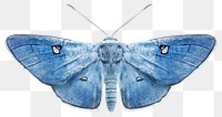 PNG A blue butterfly insect moth invertebrate.