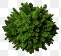 PNG Christmas tree background plant pine.