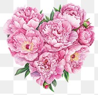 PNG A heart-shaped arrangement of pink peonies flowers peony illustration.