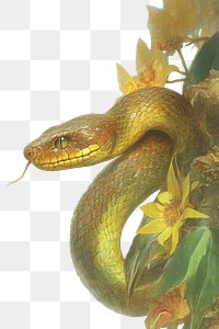 PNG Snake illustration sunflower depiction.