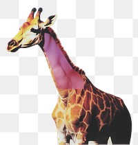 PNG Animal giraffe wildlife creative.