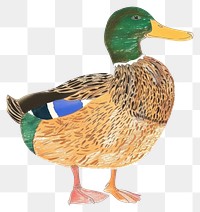 PNG Cute duck illustration mallard bird anseriformes.