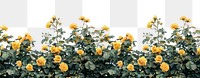 PNG Yellowrose bushes roses outdoors flower.