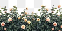 PNG Yellowrose bushes roses background outdoors.