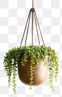 PNG Plant planter hanging decoration.