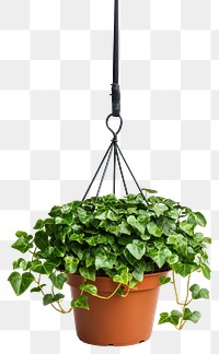 PNG English Ivy plant ivy hanging.