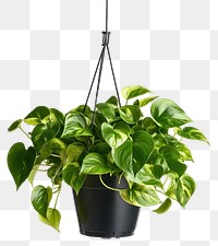 PNG Golden Pothos plant houseplant hanging.