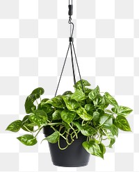 PNG Pothos plant houseplant hanging.