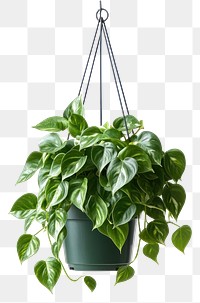 PNG Radiator plants houseplant hanging leaves.