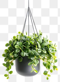 PNG Radiator plants planter hanging pot.