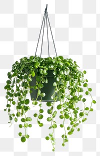 PNG String-of-pearls plant hanging chandelier.