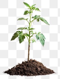 PNG Tomato plant with tomatoes growing in dirt concept leaves soil.