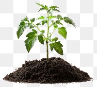 PNG Tomato plant growing in dirt soil leaf gardening.