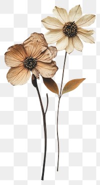 PNG Pressed dried flowers minimalist vintage art.