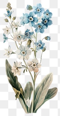 PNG Forget-Me-Nots flower flowers art illustration.