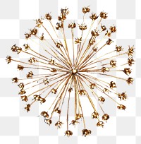 PNG Firework chandelier fireworks starburst.