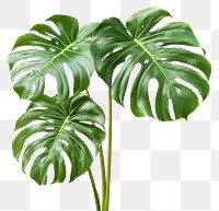 PNG Monstera deliciosa plant leaves leaf monstera.