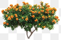 PNG Real orange flower bushes flowers leaves leaf.