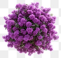 PNG Real purple flower bushes flowers shape purple flowers.