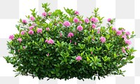 PNG Real pink flower bushes flowers plant green.