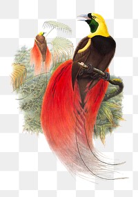 PNG Paradisaea Raggiana, Sclater from Monograph of the Paradiseidae, vintage bird illustration on transparent background. Remixed by rawpixel.