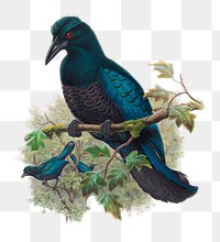 PNG Manucode Comrii from Monograph of the Paradiseidae, vintage bird illustration on transparent background. Remixed by rawpixel.