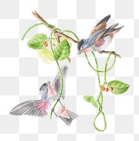 PNG Lathria streptophora, vintage Brazilian bird illustration on transparent background. Remixed by rawpixel.