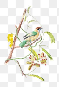 PNG Scrub tanager, vintage Brazilian bird illustration on transparent background. Remixed by rawpixel.