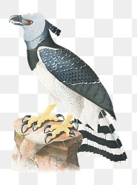 Harpy eagle png, vintage illustration on transparent background. Remixed by rawpixel.