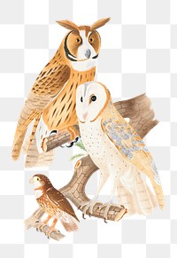 PNG Asio Owl, East Brazilian pygmy owl and Pearl-spotted owlet, vintage illustration on transparent background. Remixed by rawpixel.