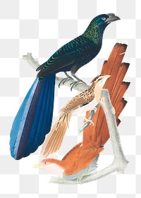 PNG Crotophaga major, Coccyzus vetulus and Coccyzus cayannus, vintage illustration on transparent background. Remixed by rawpixel.