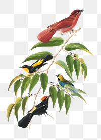 Brazilian birds png, vintage illustration on transparent background. Remixed by rawpixel.