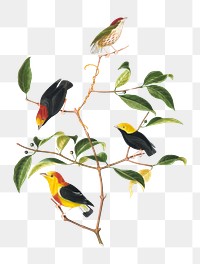 Brazilian birds png, vintage illustration on transparent background. Remixed by rawpixel.