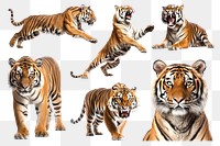 PNG Tiger elements, set on transparent background