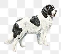 PNG Newfoundland dog from The book of dogs, vintage illustration on transparent background. Remixed by rawpixel.