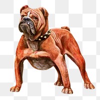 PNG English Bulldog from The book of dogs, vintage illustration on transparent background. Remixed by rawpixel.