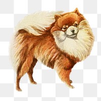 PNG Pomeranian from The book of dogs, vintage illustration on transparent background. Remixed by rawpixel.