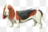 PNG Basset Hound from The book of dogs, vintage illustration on transparent background. Remixed by rawpixel.