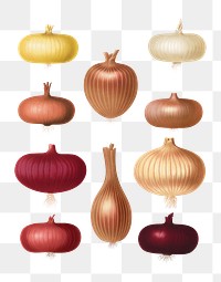 PNG Onions, vintage vegetable illustration set, transparent background. Remixed by rawpixel.