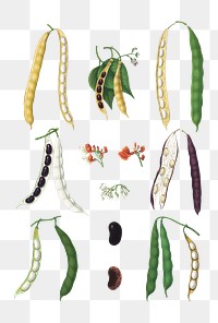 PNG Beans – Runner, Tall Kidney, or Pole, vintage vegetable illustration set, transparent background. Remixed by rawpixel.