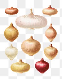 PNG Onions, vintage vegetable illustration set, transparent background. Remixed by rawpixel.