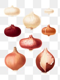 PNG Onions, vintage vegetable illustration set, transparent background. Remixed by rawpixel.