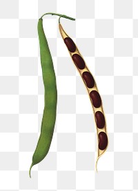 PNG Vintage botanical bean illustration, transparent background. Remixed by rawpixel.