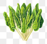 PNG Fresh vibrant leafy greens illustration, transparent background. Remixed by rawpixel.