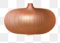 PNG Realistic brown onion illustration, transparent background. Remixed by rawpixel.