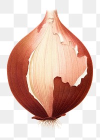 PNG Detailed vintage onion illustration, transparent background. Remixed by rawpixel.