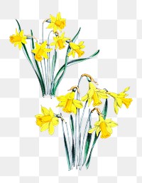 PNG Dwarf Narcissi or Miniature Daffodil vintage illustration on transparent background. Remixed by rawpixel.