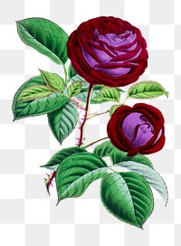 PNG Hybrid Perpetual Rose vintage illustration on transparent background. Remixed by rawpixel.