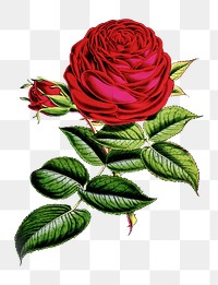 PNG Red rose vintage illustration on transparent background. Remixed by rawpixel.